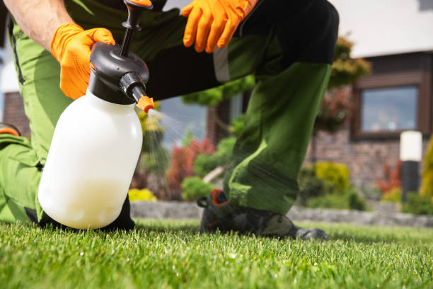 Wasp Removal Services in Gadsden, AL